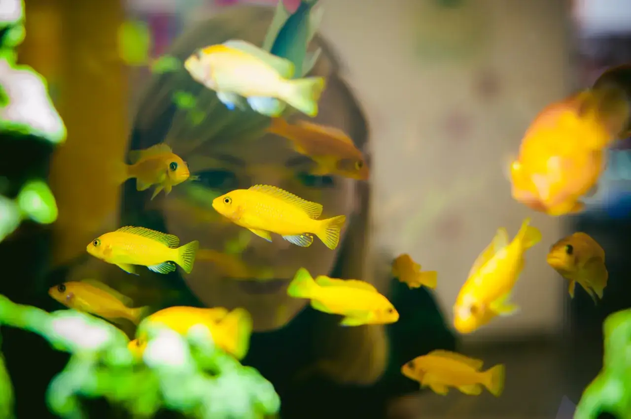 Ceny karmy dla rybek: Jak wybrać dobrze i nie zbankrutować?