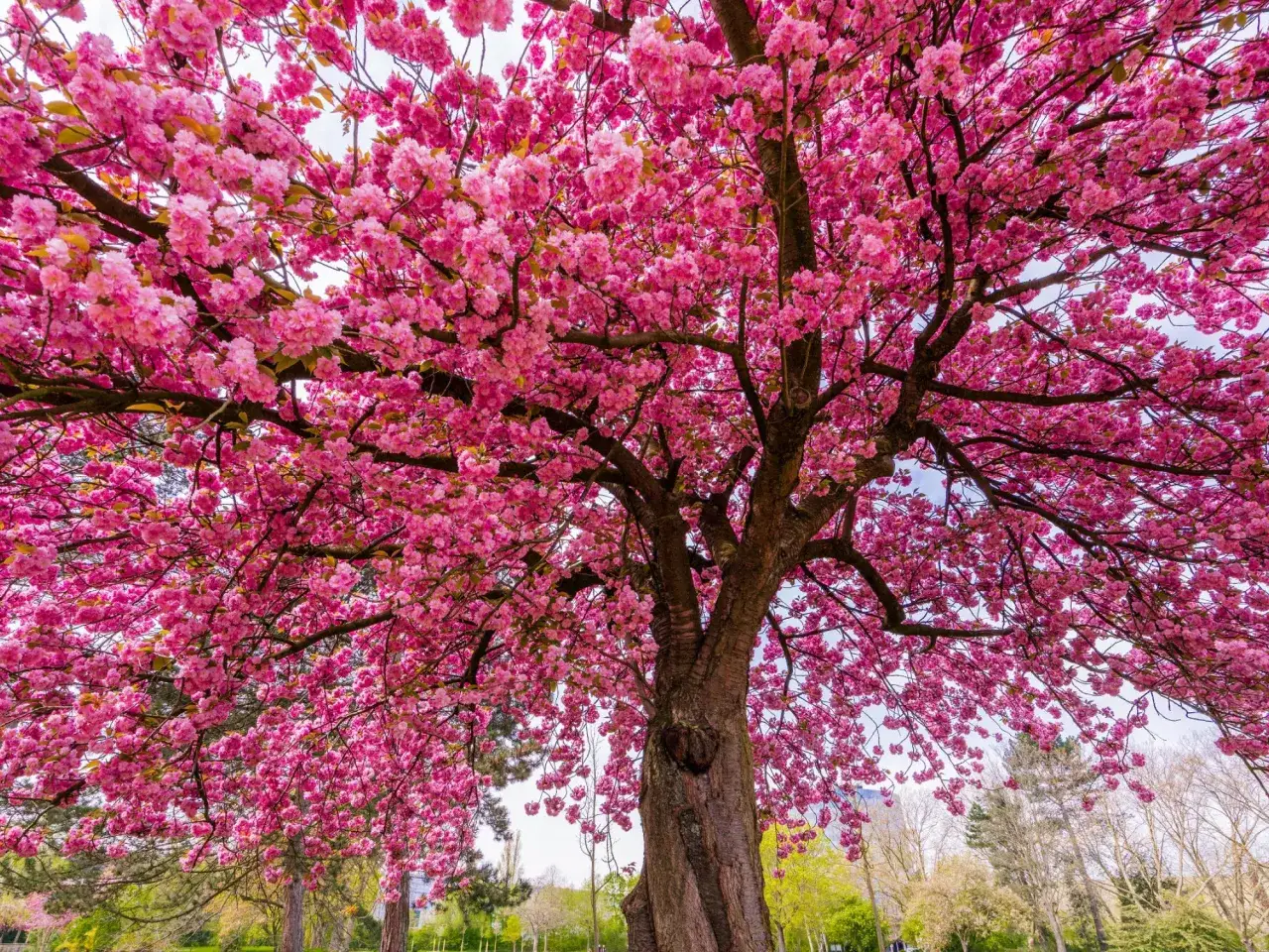 Jak kwitnie wiśnia? Rozwiąż problemy, ciesz się burzą kwiatów!
