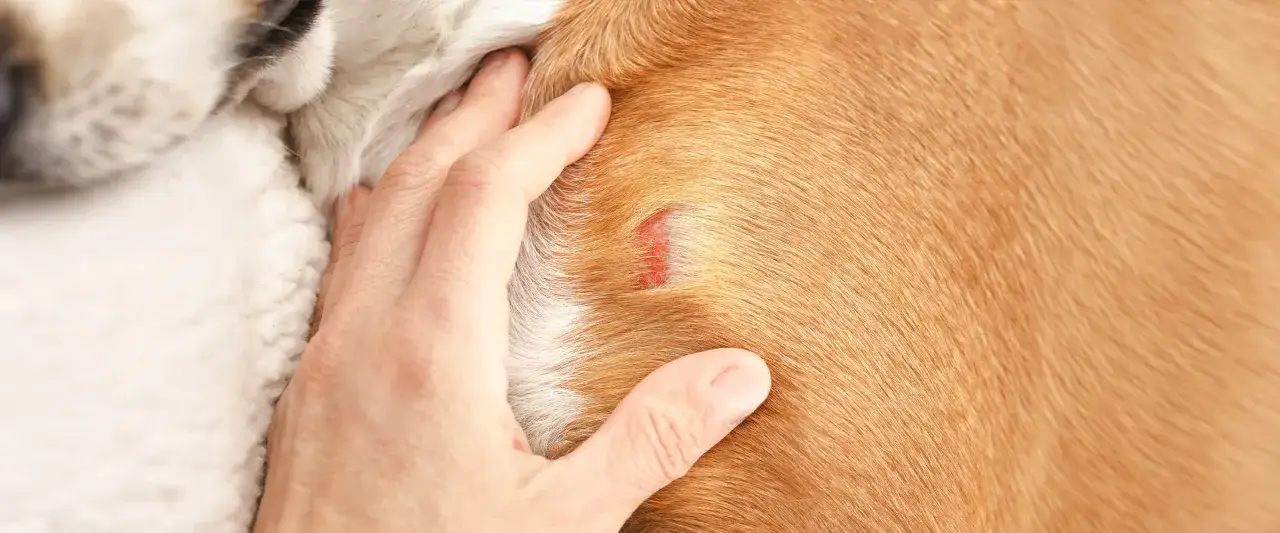 Rana po kleszczu u psa. Zastanawiasz się, ile kosztuje leczenie psa po kleszczu? Weterynarz oceni stan.