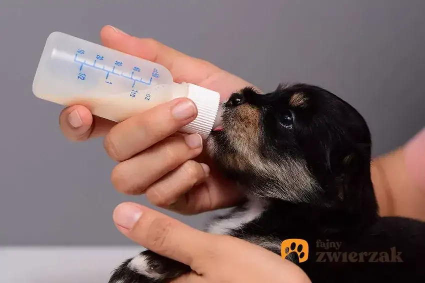 Mleko zastępcze dla szczeniąt: Jak karmić osieroconego malucha?