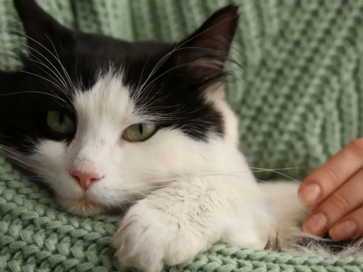 Biało-czarny kot z zielonymi oczami leży na zielonym swetrze, głaskany przez dłoń.