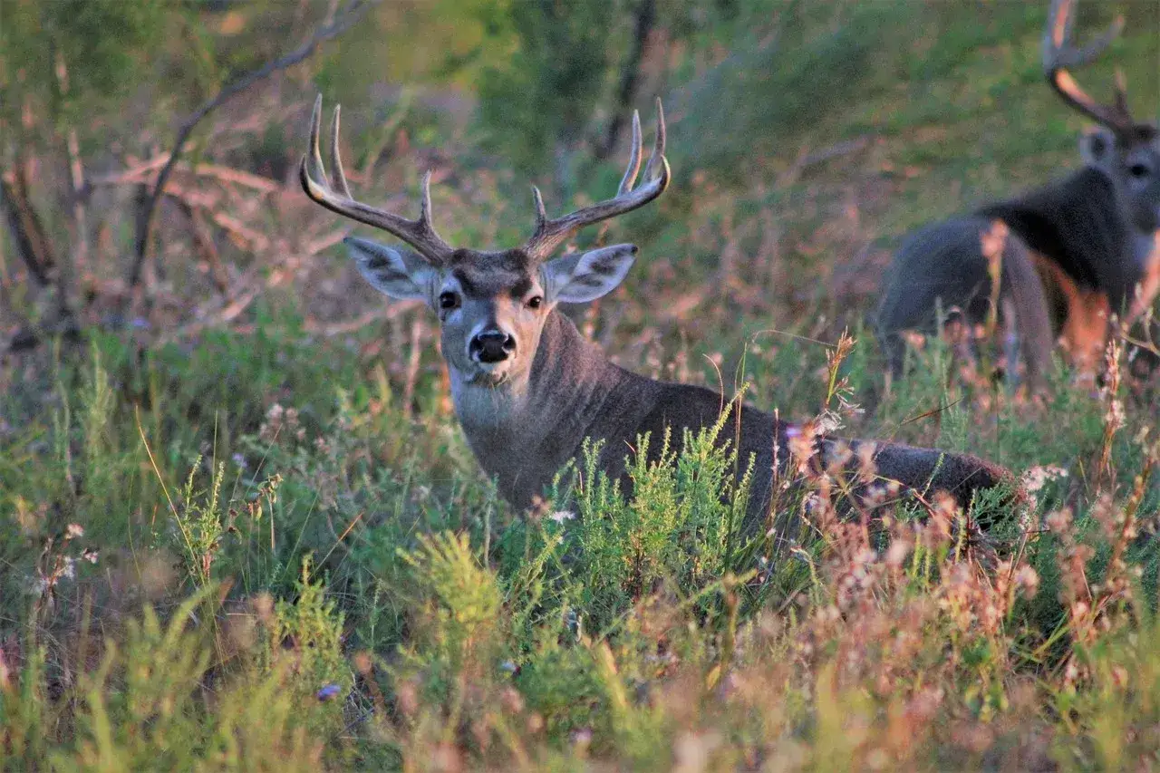 Jeleń z okazałym porożem w trawie. Czy myśliwy jest zdolny do oceny stanu zdrowia zwierzęcia, patrząc na jego wygląd?