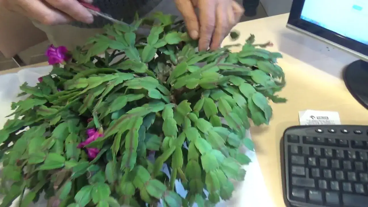 Jak dbać o grudnika - skuteczne sposoby na piękne kwitnienie