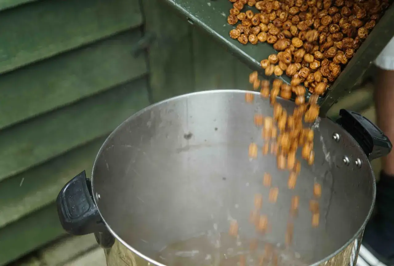 Wsypywanie orzechów tygrysich do dużego garnka. To świetna zanęta dla karpi.