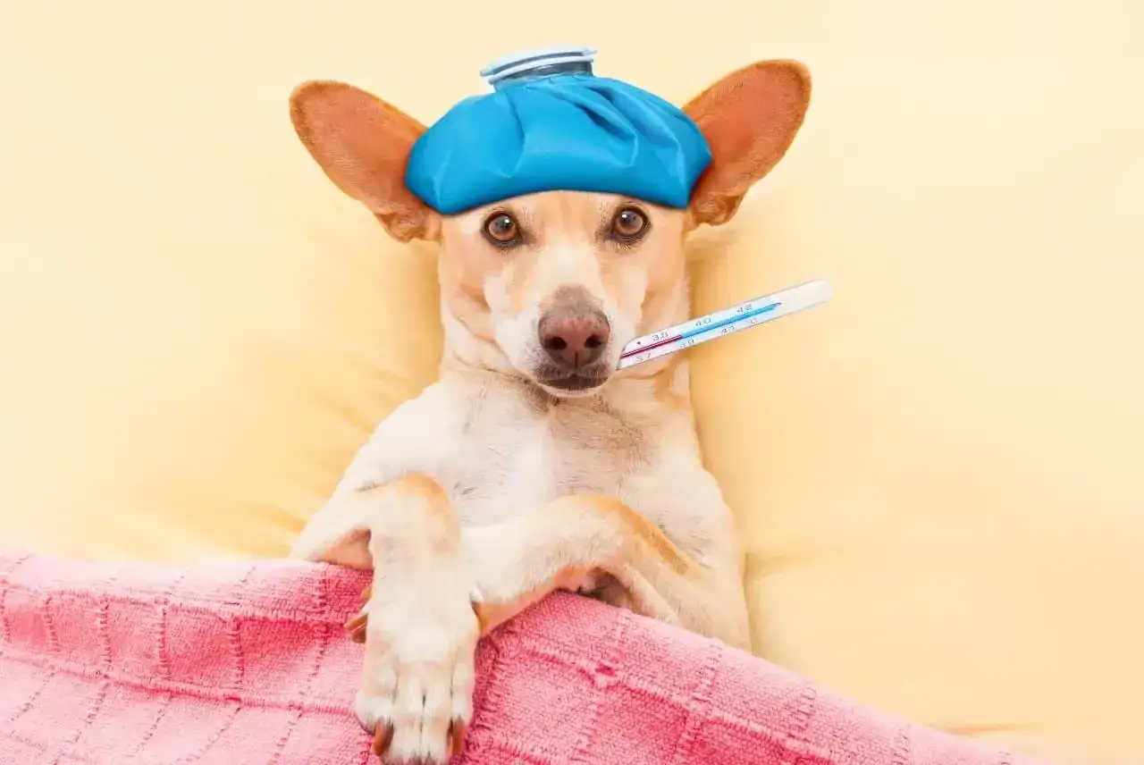 Kaszel kenelowy u psa: Jak leczyć? Zaraźliwość i czas trwania