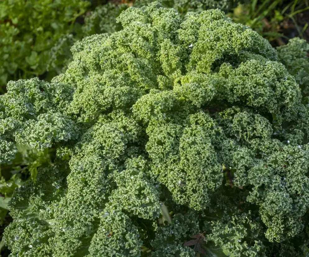 Kiedy jest sezon na jarmuż i dlaczego warto go zbierać po przymrozkach