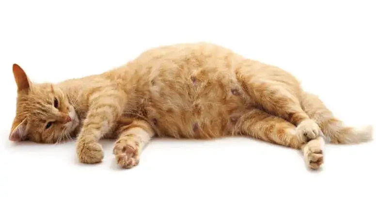 Jak rozpoznać w którym tygodniu ciąży jest kotka – objawy i porady