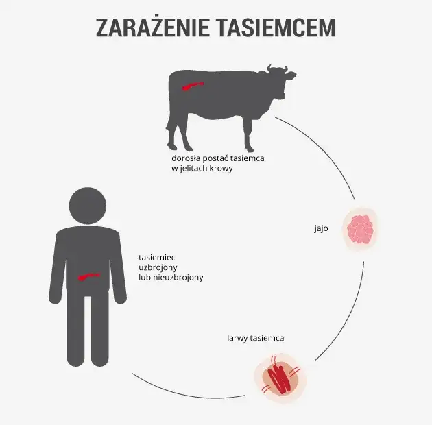 Jak rozmnażają się tasiemce i dlaczego ich proces jest zaskakujący
