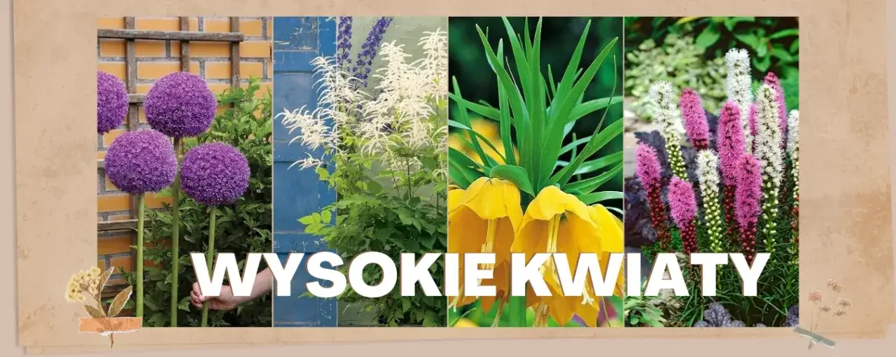 Kwiaty ogrodowe wysokie: 7 imponujących gatunków do Twojego ogrodu