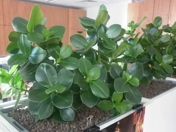 Kwiat doniczkowy o liściach podobnych do klonu: jaki wybrać?