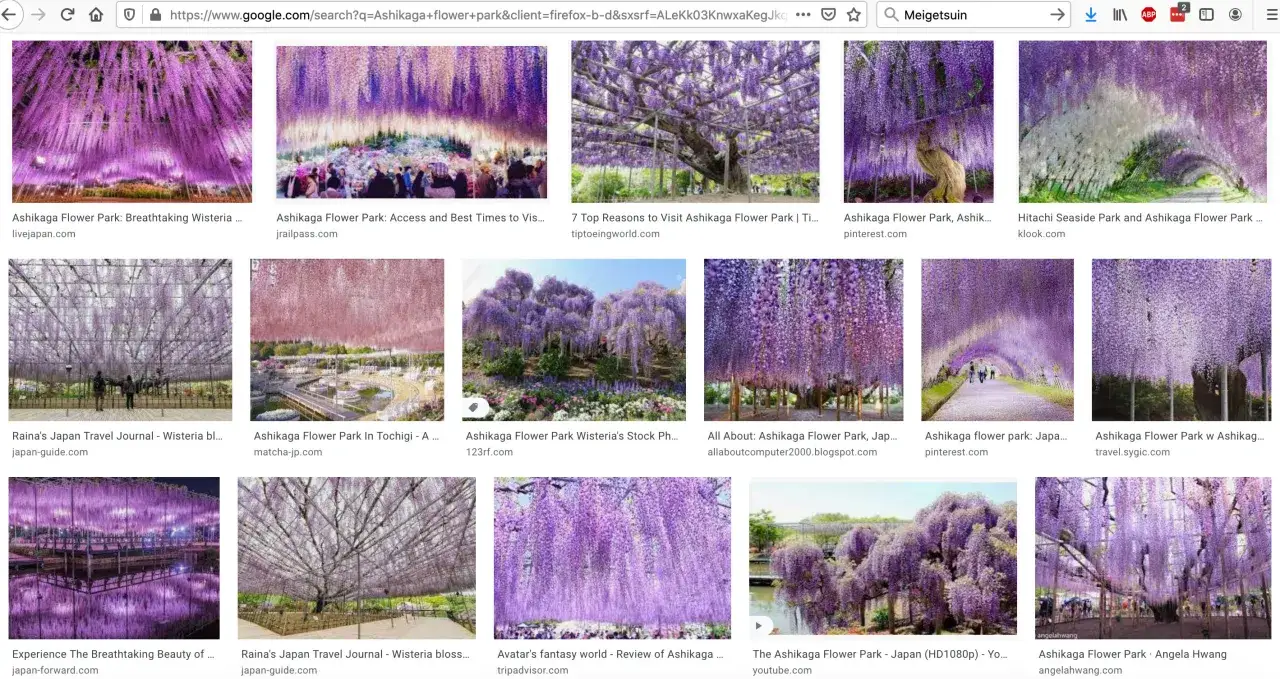 Co rośnie w japońskich górach? Flora, sezony i endemity