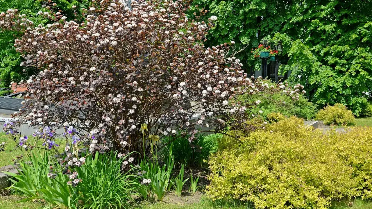 Pęcherznica: Kiedy i jak przycinać? Sekret bujnego wzrostu i koloru