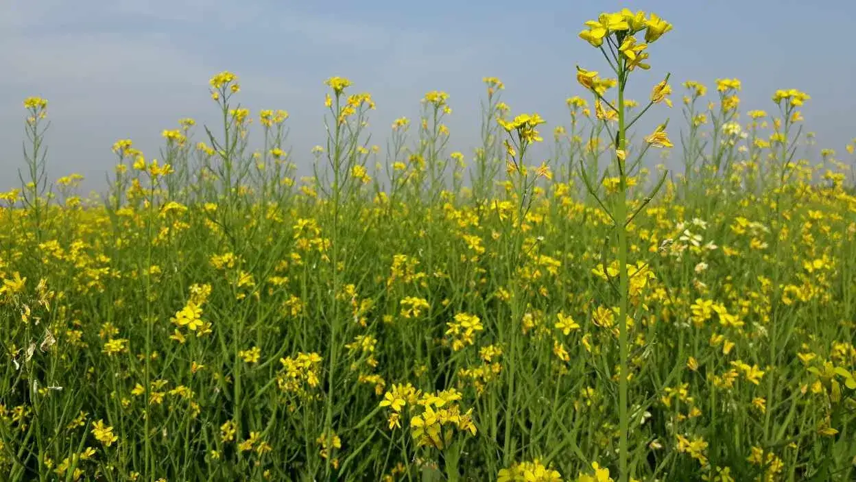 Jak siać gorczycę na poplon na działce, aby uniknąć błędów w uprawie