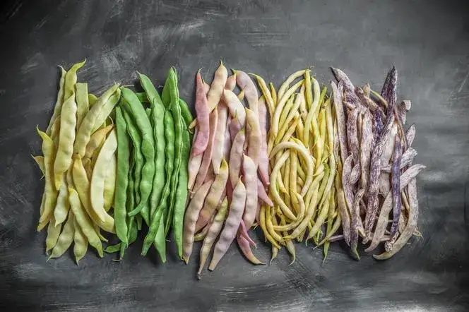 Fasolka szparagowa obok czego sadzić, aby uzyskać lepsze plony