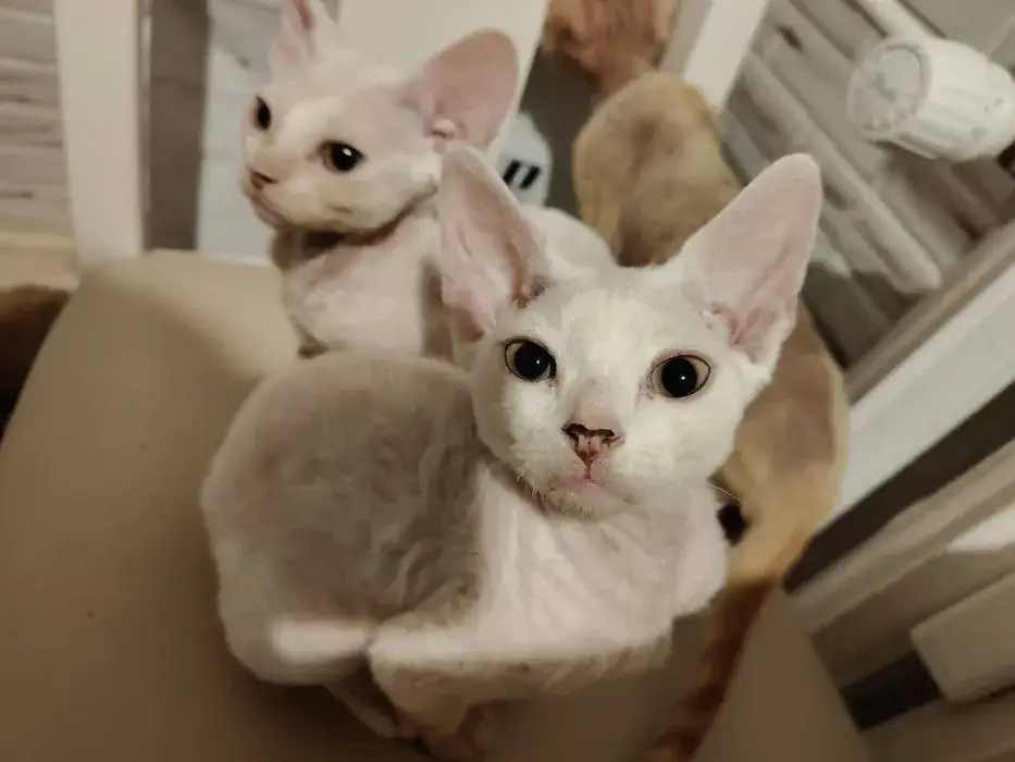 Koty Devon Rex na OLX - Ceny, oferty i lokalizacje w Polsce