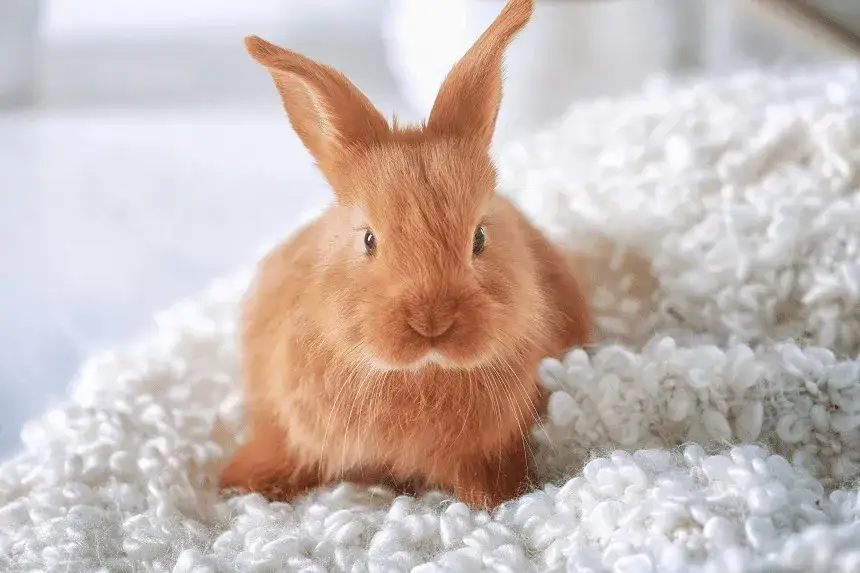 Czy królik rozpoznaje właściciela? Odkryj zaskakujące fakty o zachowaniu