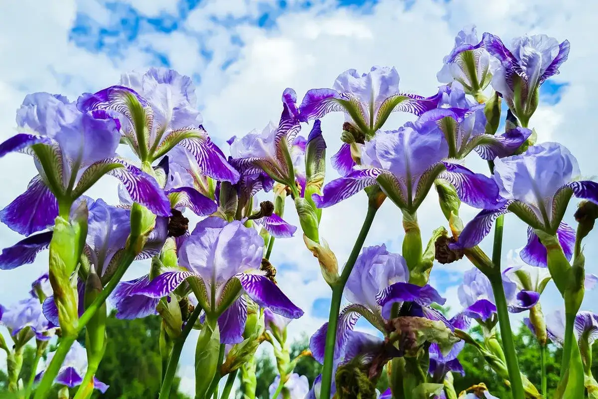Kiedy sadzić irysy, aby uniknąć błędów i cieszyć się kwitnieniem