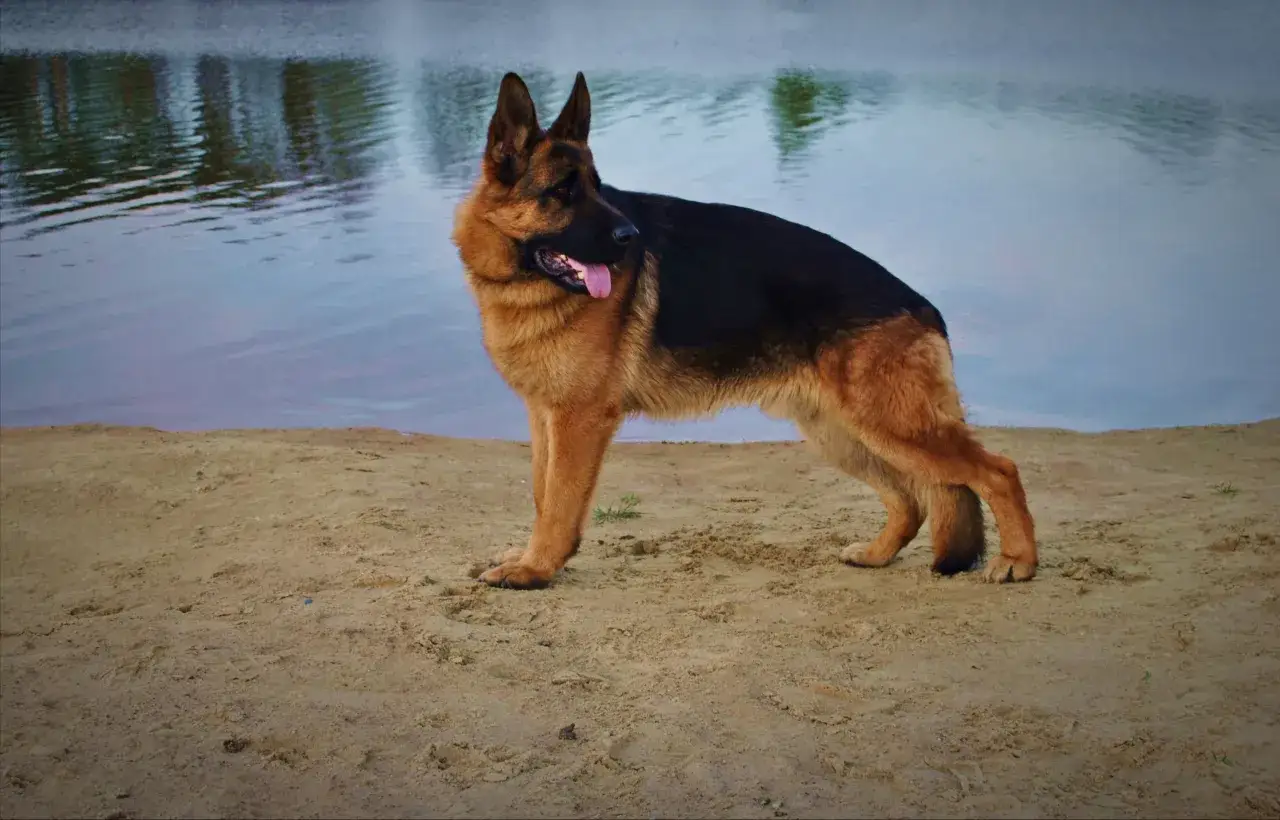 Kiedy owczarek niemiecki ma cieczkę? Pełny przewodnik dla właściciela