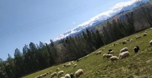 Bacówka oscypki – odkryj tajemnice produkcji i najlepsze miejsca w Polsce