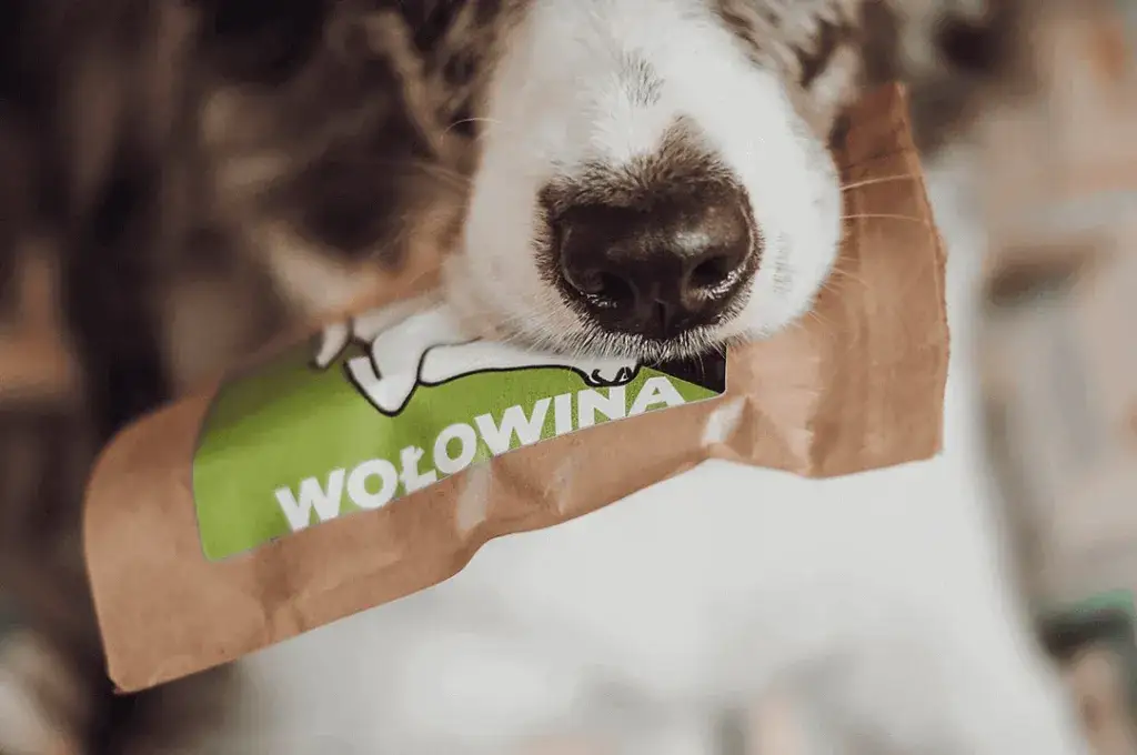 Sucha karma dla szczeniaka od kiedy - unikaj błędów w żywieniu