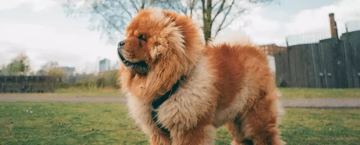 Chow chow sierść czy włosy – Co musisz wiedzieć o ich pielęgnacji