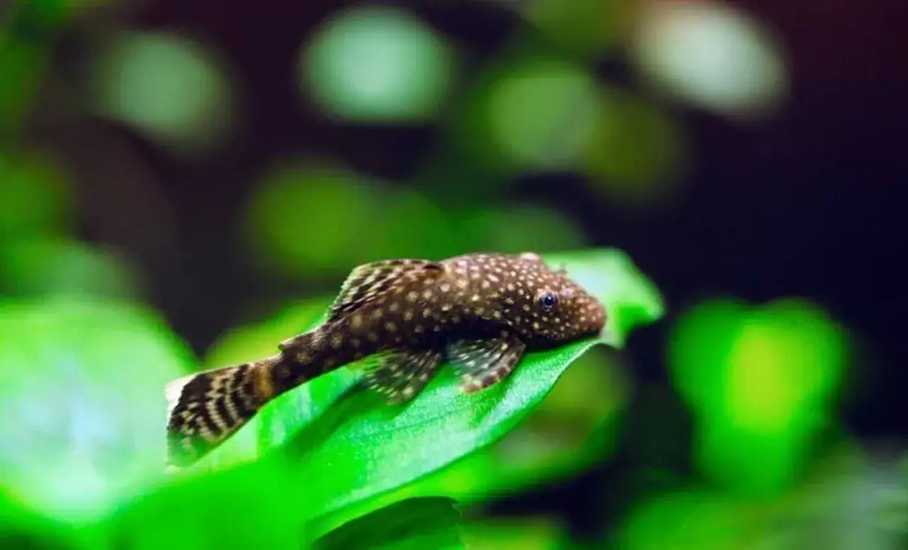 Ile żyje glonojad zbrojnik? Sekrety długowieczności Ancistrusa