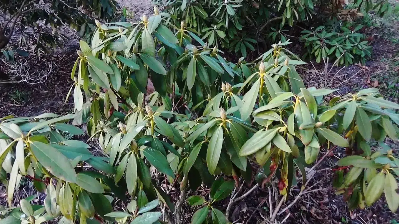 Jak uratować rododendrony? Skuteczne metody na ich ożywienie