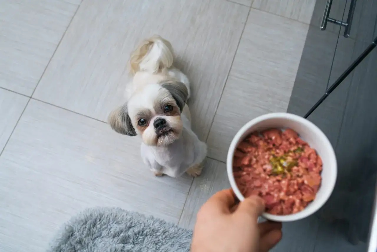 Mały piesek Shih Tzu patrzy z nadzieją na miskę z surowym mięsem. Czy pies może jeść surowe mięso? To pytanie nurtuje wielu właścicieli.