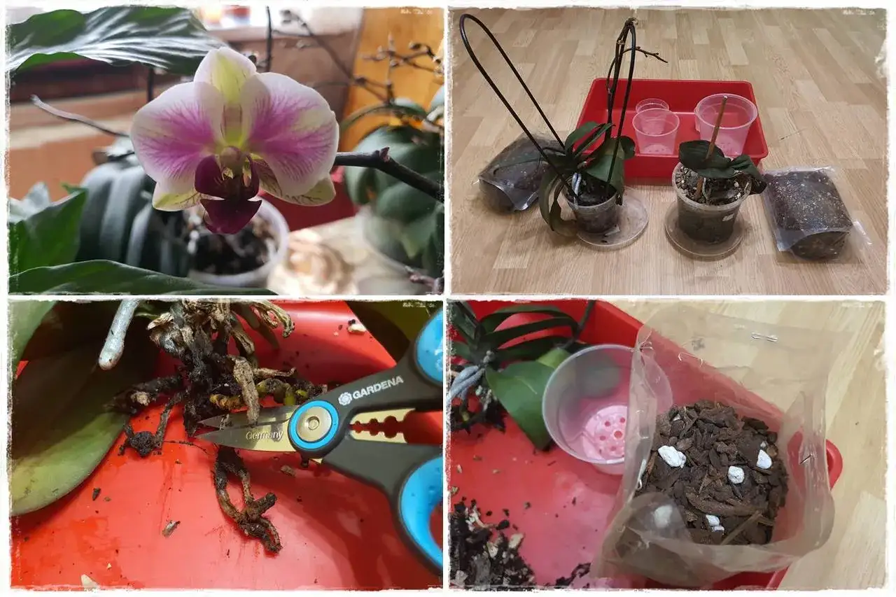 Kwitnący storczyk: Przesadzać? Kiedy to konieczne i jak?