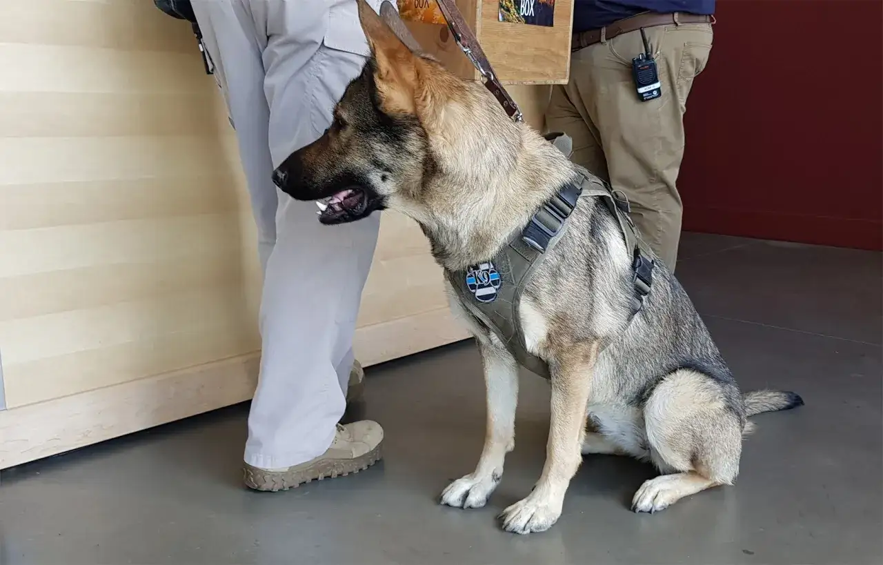 Limity przewozu kawy do Polski: Ile możesz zabrać bez cła?