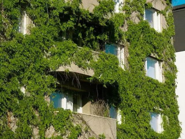 Jak usunąć ślady po bluszczu z elewacji - skuteczne metody i porady