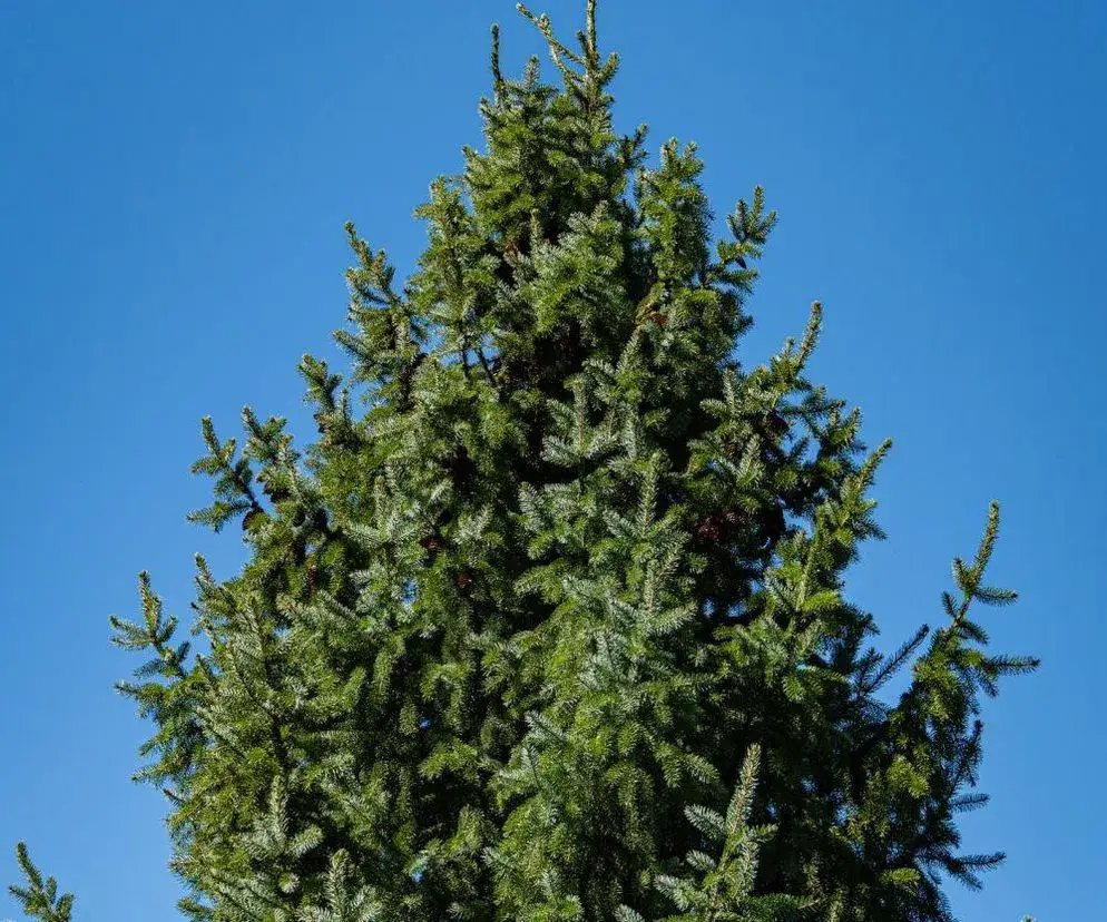 Czy można wyciąć świerk na działce bez zezwolenia? Sprawdź zasady