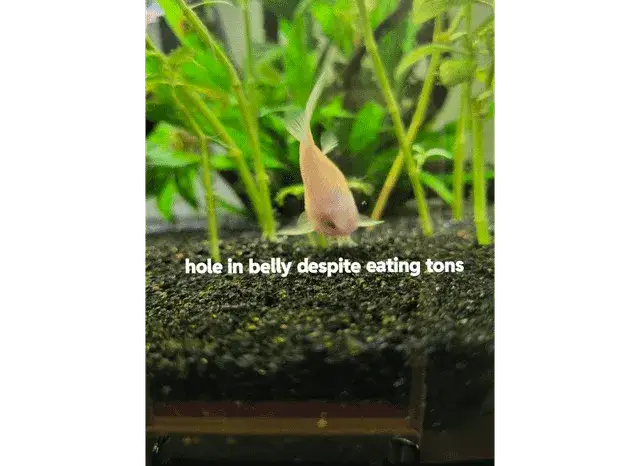 Dlaczego neonki zdychają? Oto najczęstsze przyczyny ich śmierci