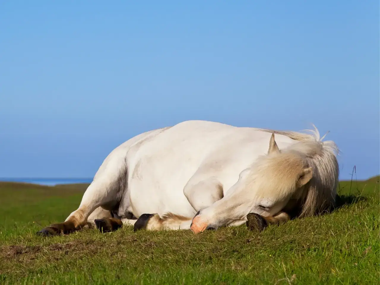 Konie śpią na stojąco? Odkryj sekrety głębokiego snu REM.