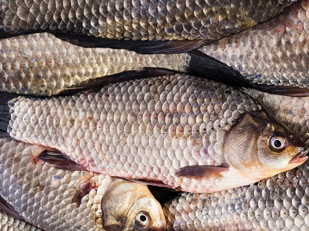 Karasie w całej okazałości – idealna zanęta na karasia. Ich łuski mienią się w słońcu, zapowiadając udany połów.