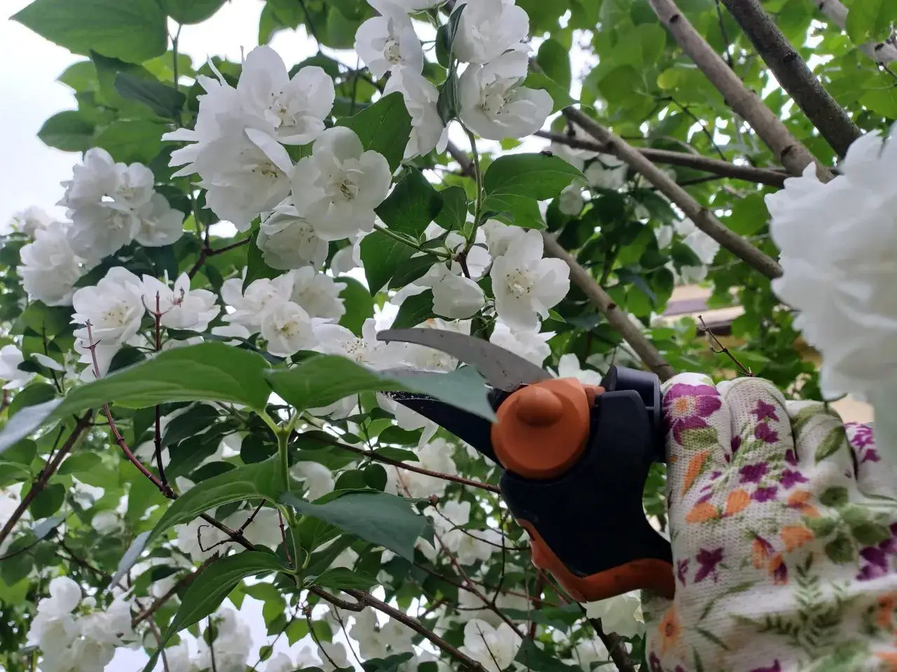 Rękawiczka w kwiaty i sekator gotowe do pracy. Czas dowiedzieć się, jak przycinać jaśmin, by pięknie kwitł.