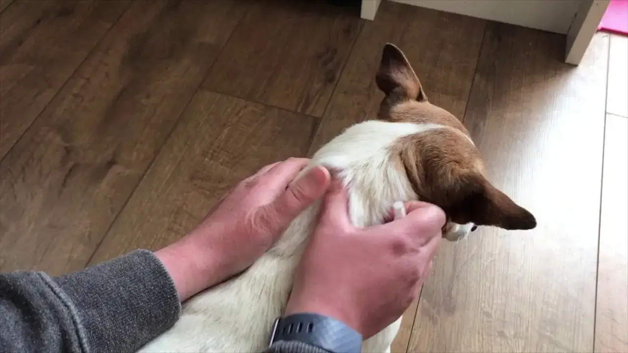 Jak stosować Advocate dla psów - skuteczne dawkowanie i aplikacja