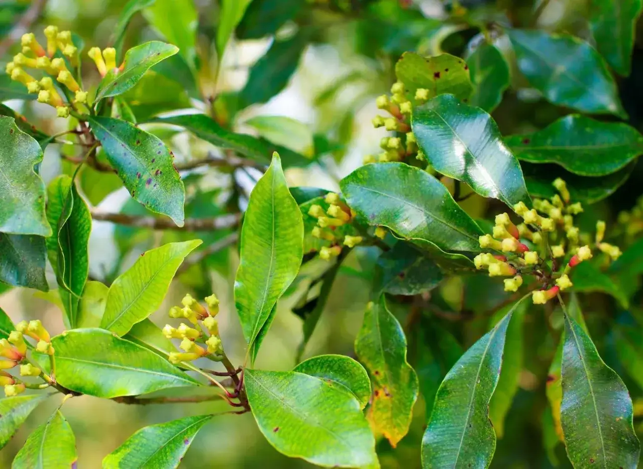 Jak rośnie goździki przyprawa - kluczowe informacje o uprawie