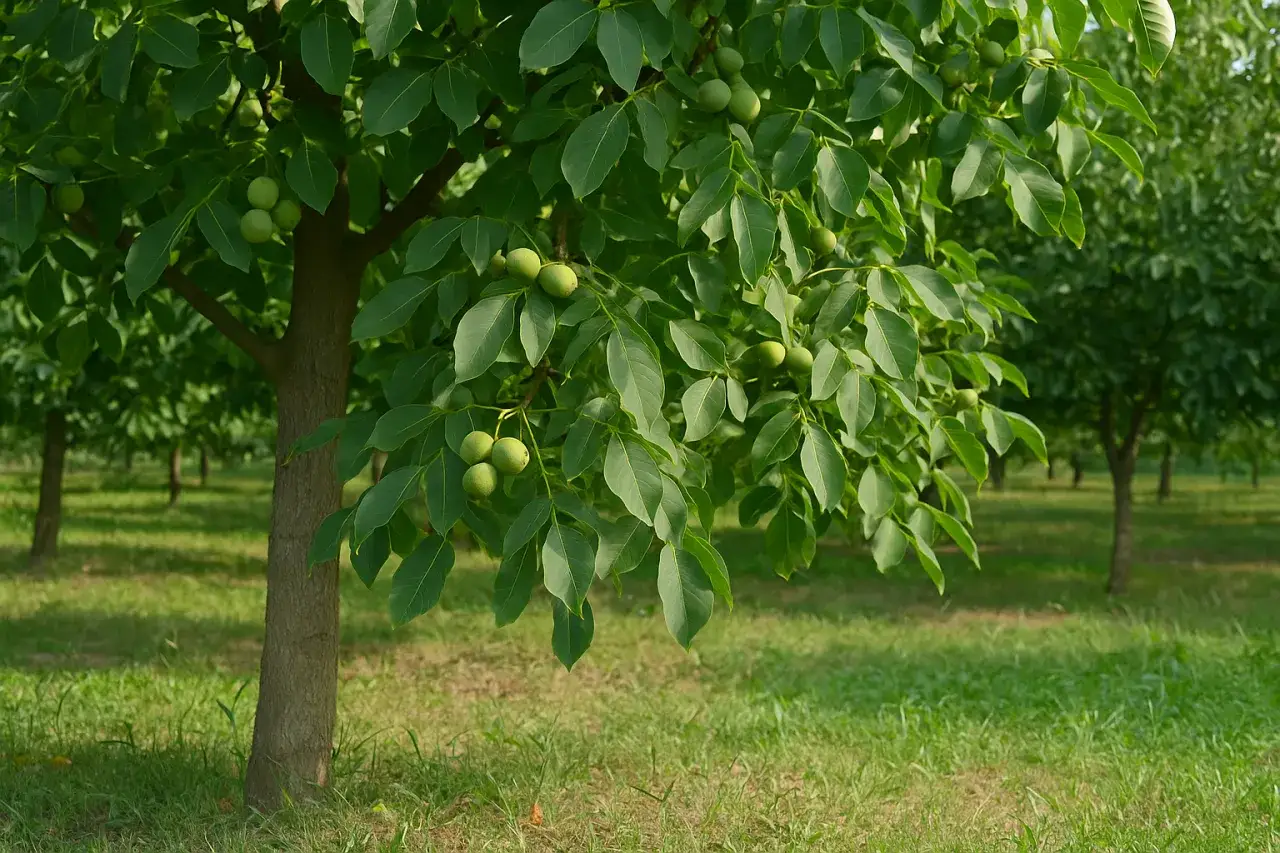 Orzech włoski nie kwitnie? Poznaj sekrety obfitych zbiorów