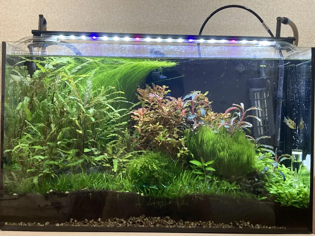 CO2 w akwarium 112L: Ile bąbelków na start? Optymalnie i bezpiecznie