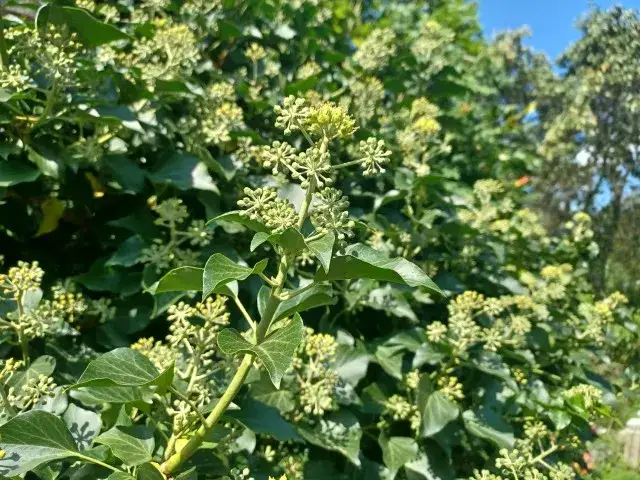 Kiedy kwitnie bluszcz? Tajemnice, przyczyny i rola w ekosystemie
