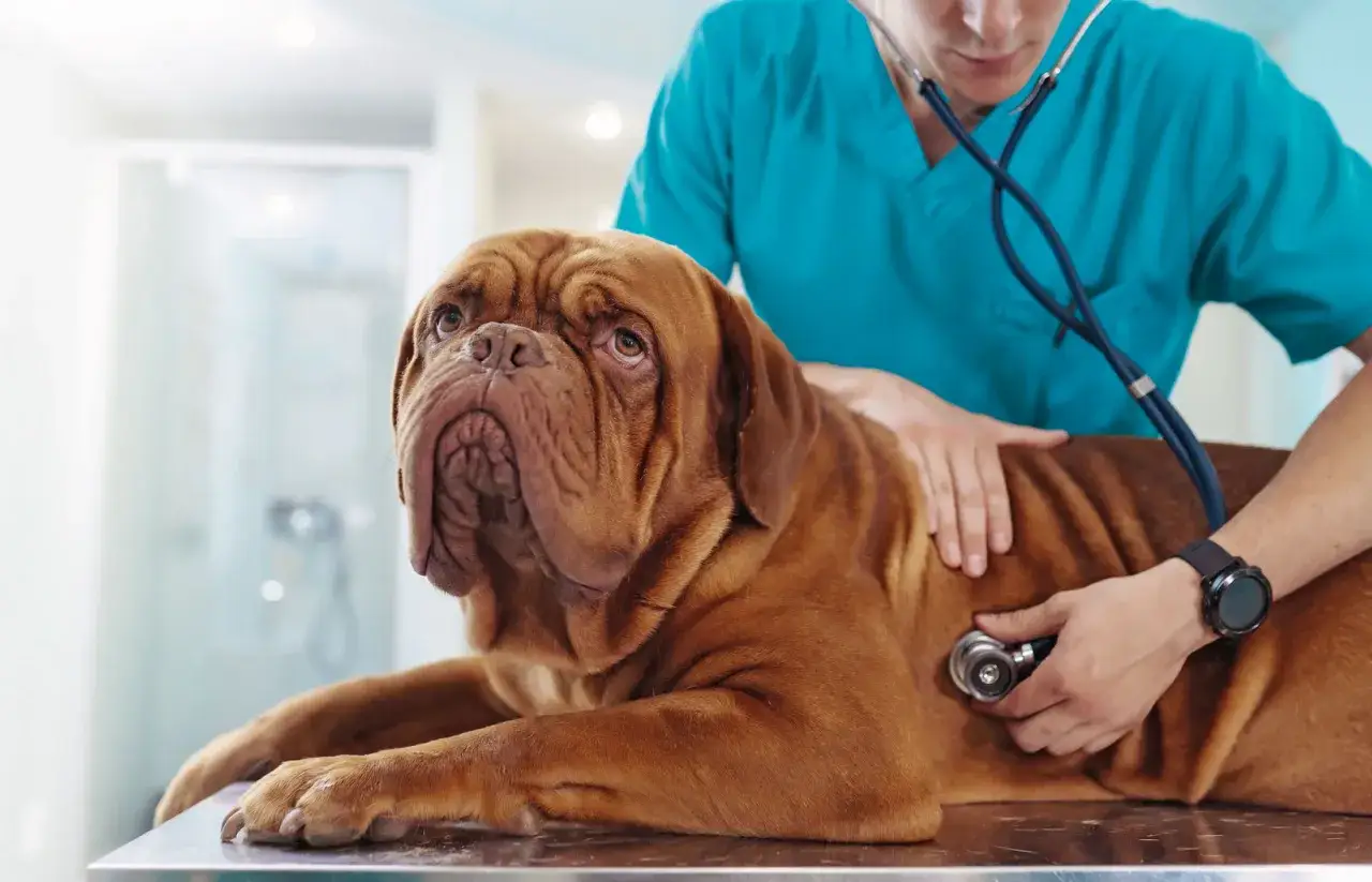 Ile kosztuje weterynarz dla psa? Zaskakujące ceny usług w Polsce