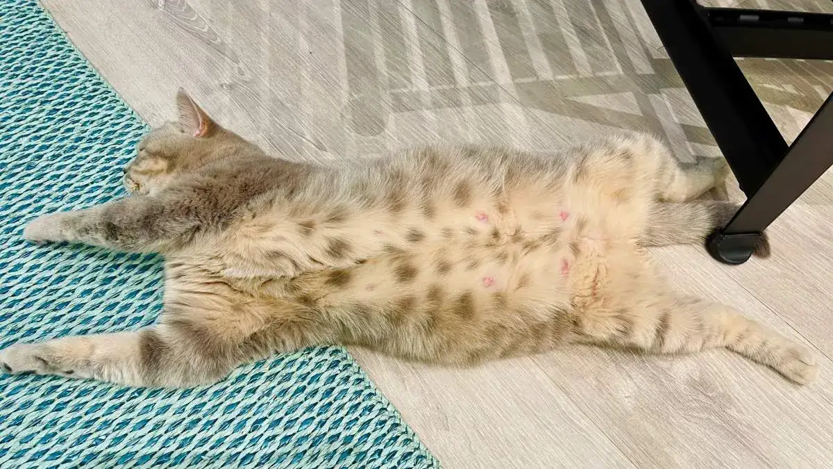 Kotka ile w ciąży - ile trwa ciąża i jak dbać o przyszłą mamę?