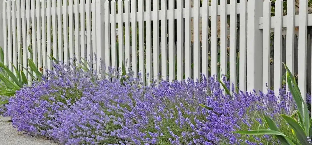 Jakie rośliny przy płocie zapewnią prywatność i piękno w ogrodzie