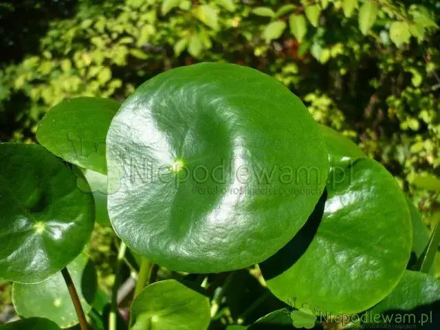 Pieniążek: Jak wygląda zdrowa roślina? Rozszyfruj sygnały!