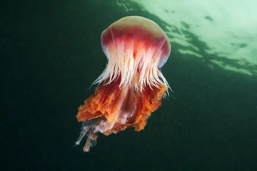 Jakie meduzy żyją w Bałtyku? Bezpieczne czy niebezpieczne dla ludzi?