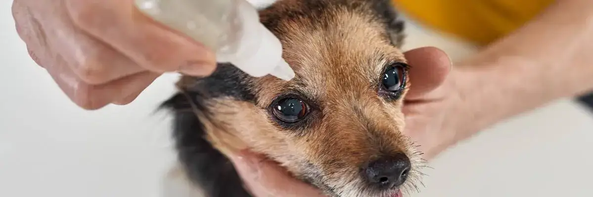 Jakie krople do oczu dla psa wybrać, aby uniknąć bólu i problemów?