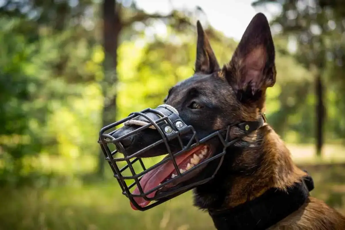 Jak zrobić kaganiec dla psa - bezpieczne i łatwe rozwiązanie w kryzysie