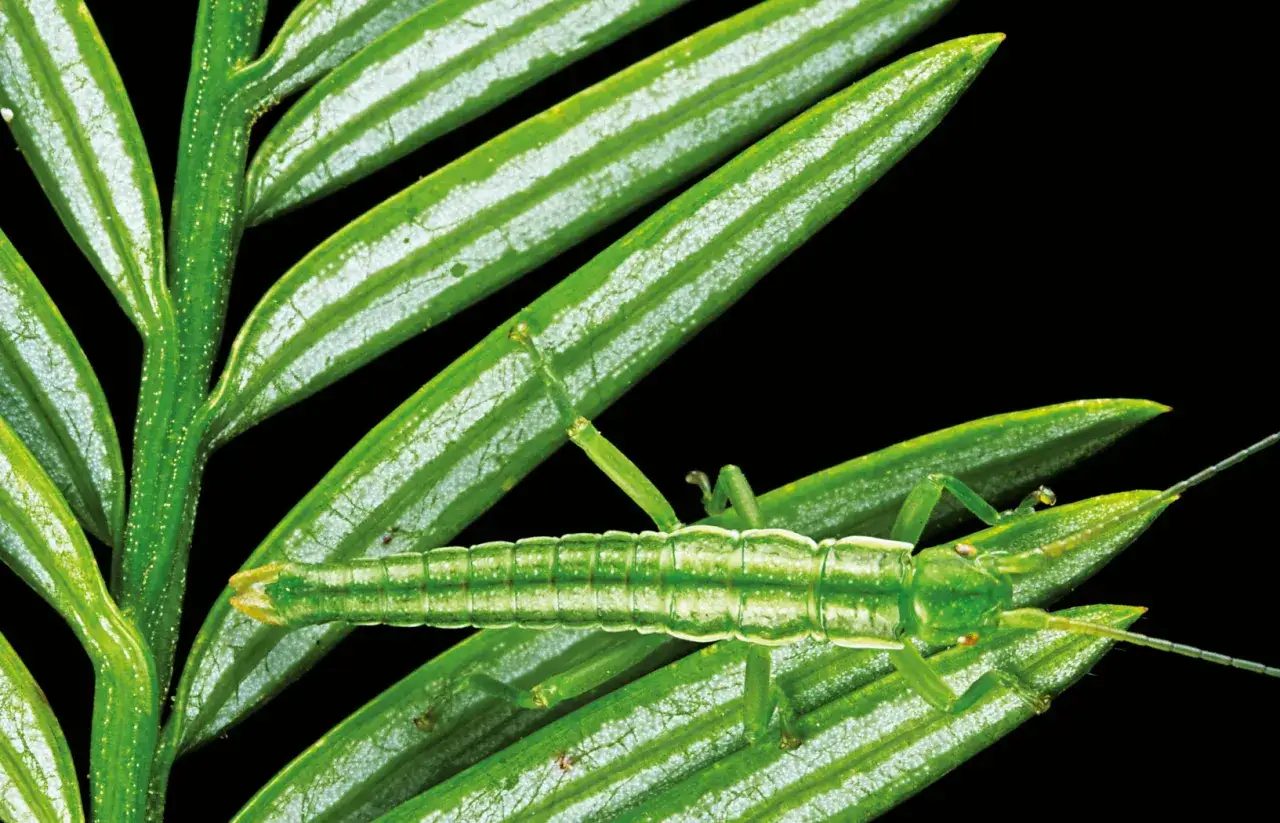 Jak się rozmnażają patyczaki - tajemnice ich niezwykłych metod rozmnażania