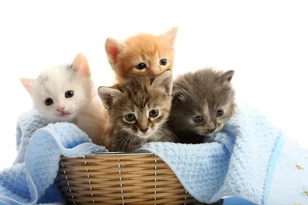 Jak dbać o małego kotka, aby uniknąć problemów zdrowotnych?